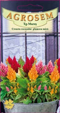 Dwarf feathered cockscomb