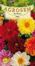 Dahlia