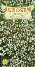 Floarea miresei perenă albă