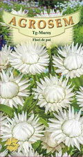 White straw flowers