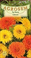 Marigolds