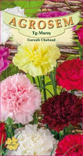 Chabaud Carnations