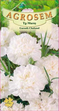Dianthus Chabaud White