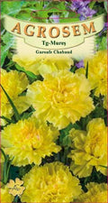 Chabaud Yellow Carnations