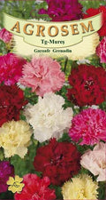 Grenadine Carnations