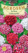 Sweet William