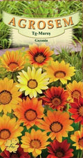 Gazania