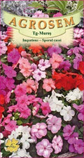 Impatiens - Busy Lizzie
