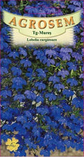 Trailing Lobelia
