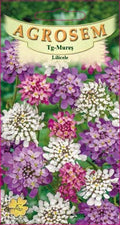 Lilacs