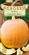 Baking Pumpkin - Big Max