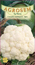 Early-maturing cauliflower - Igloo