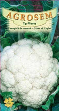 Autumn Cauliflower - Giant of Naples