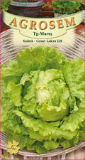 Iceberg lettuce - Great Lakes 118
