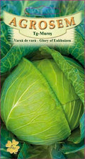 Summer Cabbage - Glory of Enkhuizen