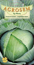 Autumn cabbage - Langedijker dauer