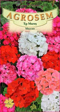 Geraniums