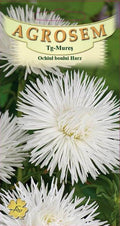 Harz Oxeye