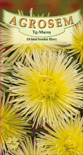Harz Yellow Oxeye Daisy