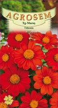 Mexican sunflower