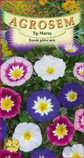 Dwarf morning glories