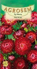 Red strawflowers