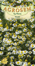 Chamomile