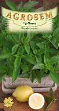 Lemon basil