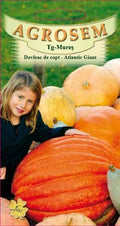 Baking Pumpkin-Atlantic Giant
