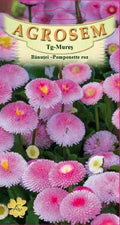 Pansies - Pink Pomponette