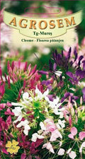 Kleome – Pókvirág