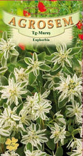 Spurge