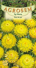 Yellow strawflowers