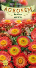Orange strawflowers