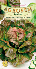 Iceberg Lettuce-Maravilla de Verano