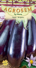 Eggplant-Drăgaica