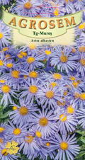 Blue aster