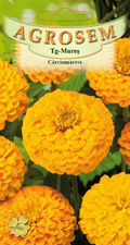 Large Yellow Bumblebees