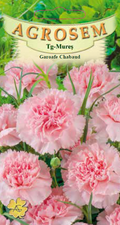 Chabaud Rose Carnations