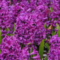 Zambile PURPLE SENSATION 17/18 - Pachet 3 Bulbi