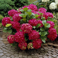 Hydrangea macrophylla ‘Hot Red’