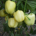 Bell pepper Barbara