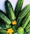 Country (Royal) F1 Cucumbers
