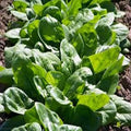 Spinach Rembrandt F1