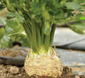 Celeriac Apollo