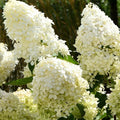Hydrangea Skyfall
