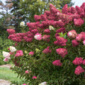 Hydrangea Paniculata Red