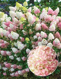 Hydrangea 'Sundae Fraise' MT80 cm