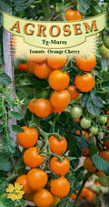 Tomato - Orange Cherry