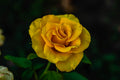 Rosa Fresco - Trandafir Fresco